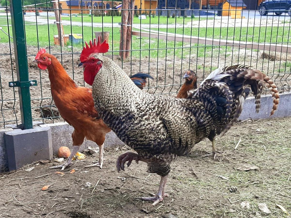 Sosnowy Dworek Sabat Imielno  Dış mekan fotoğraf